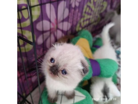 British shorthair pembe patiler