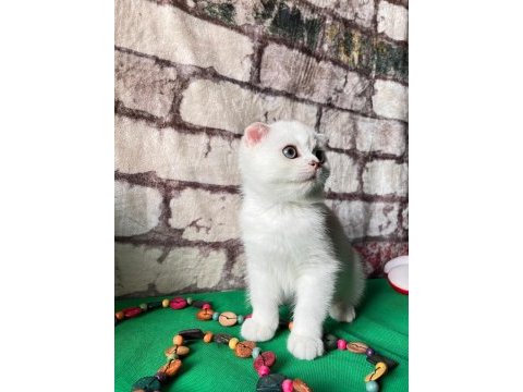 Scottish fold dişi