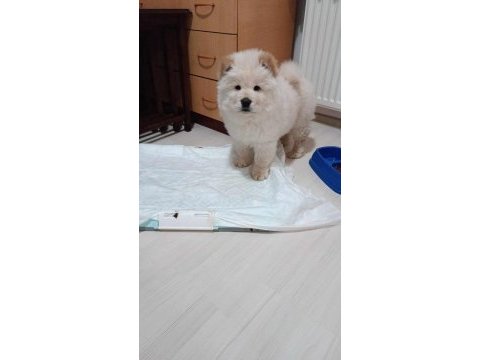 2 buçuk aylık erkek çin aslanı