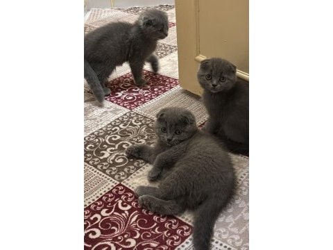 Cins scottish fold yavrularım yeni yuvalarını bekliyor