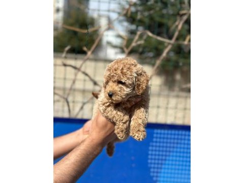 Poodle yavrularımız