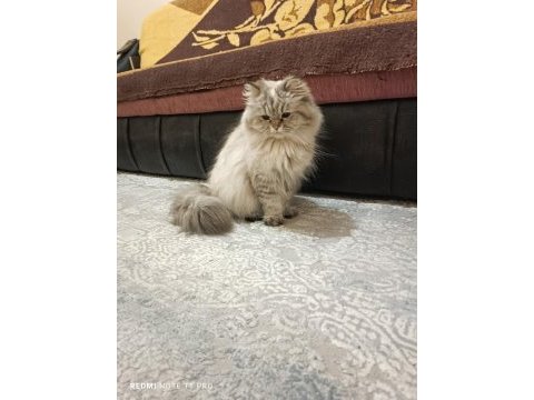 Dişi british longhair kedimiz bella