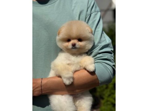 Show kalite pomeranian boo yavrular