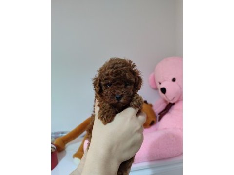 Toy poodle yavrular hazır