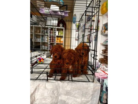 Red brown toy poodle yavrularımız