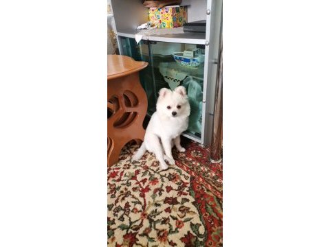 Pomeranian boo oyuncu köpeğimiz
