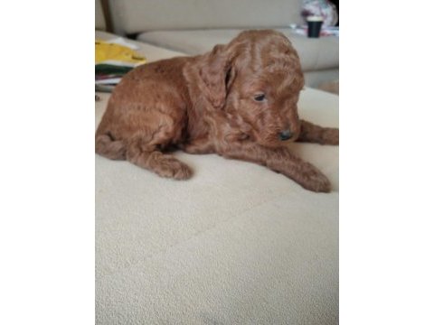 Toy poodle son yavrular