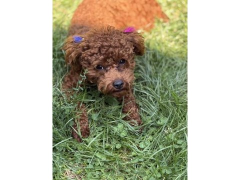 Bir dişi bir erkek toy poodle