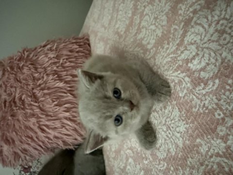 British shorthair 40 günlük erkek