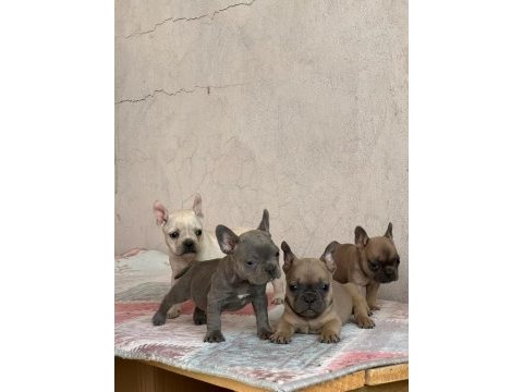 İki aylık erkek dişi french bulldog