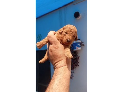 Toy poodle köpeği