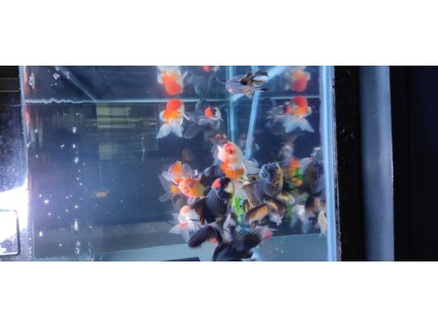 İthal oranda thailand baby face oranda kaliteli
