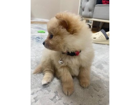 Acil pomeranian
