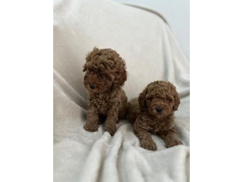 Aşılı wc eğitimli toy poodle yavrular