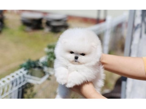 Ayı surat pomeranian yavrularımız