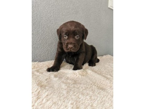 Labrador bebeklerimiz