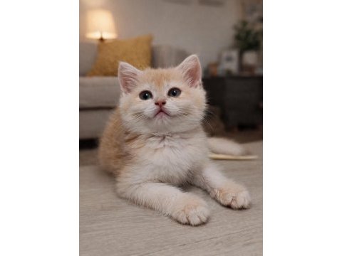 Lilac golden dişi yavru cy 12 british