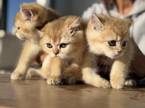 En güzel golden british shorthair yavrularımız