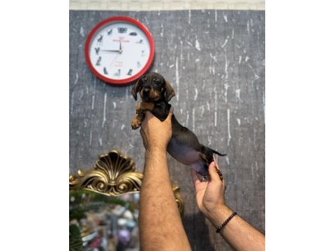 Dachshund prenses (sosis)