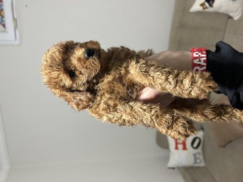 Yavru toy poodle