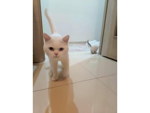 6 adet british blue point ve shorthair bebek