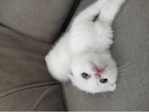 Scottish fold ve blue point sahibinden kediler