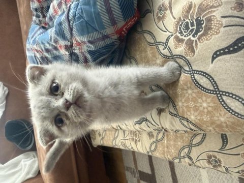 2 aylık dişi kedimiz