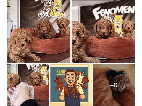 Show kalite toy poodle yavrular mağazamızda görün
