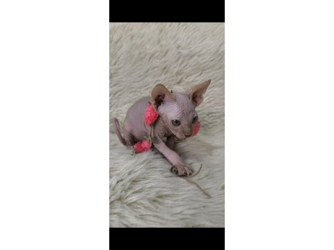 Nakedbeauty sphynx cattery
