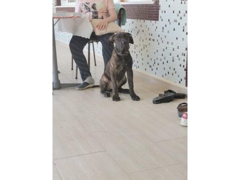A class presa canario yavruları