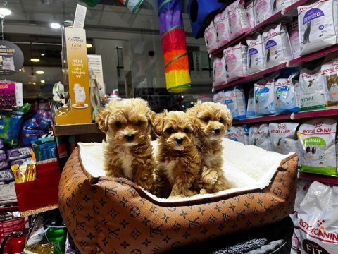 Maltipoo yavrularımız teslime hazır