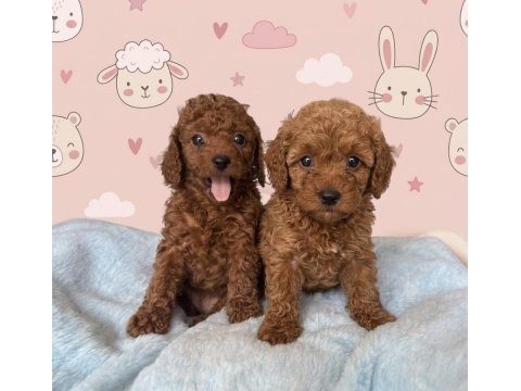 Safkan toy poodle yavrularımız