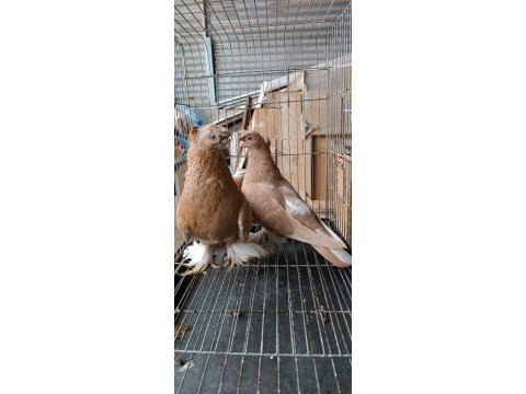 Özbek taklacı güvercinleri (sarı-beyaz çift tepeli)