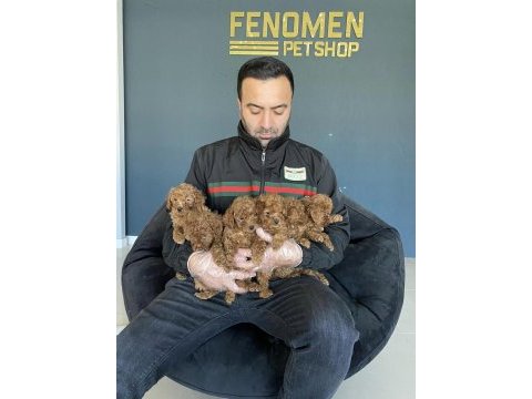 Show class toy poodle yavrular ankara mağazamzda görn