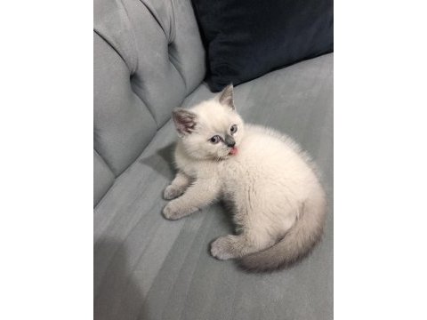Blue point erkek yavru british shorthair