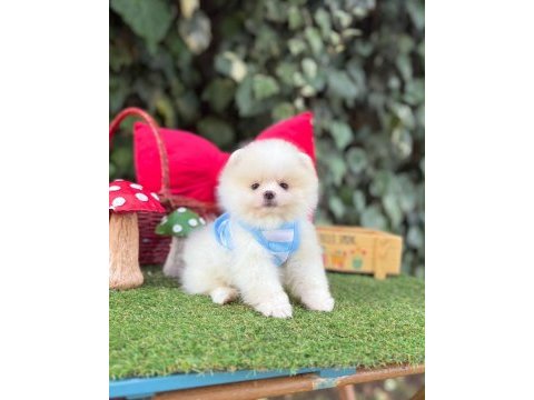 Orjinal pomeranian boo