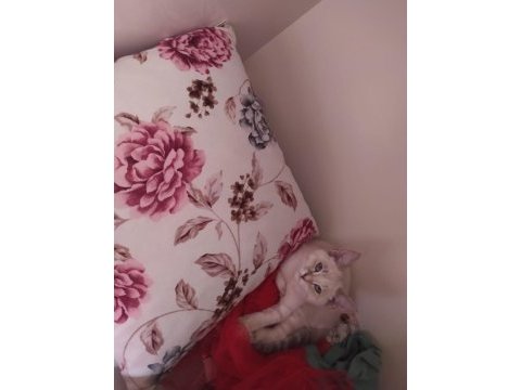 Safkan blue point british shorthair 3,5 aylık dişi