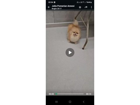 Pomeranian 1400 gr