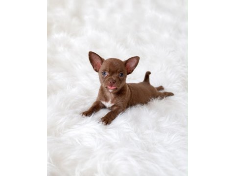 Apple head mini chihuahua