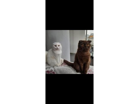 2 yaşında dişi kızlarımız scottish fold