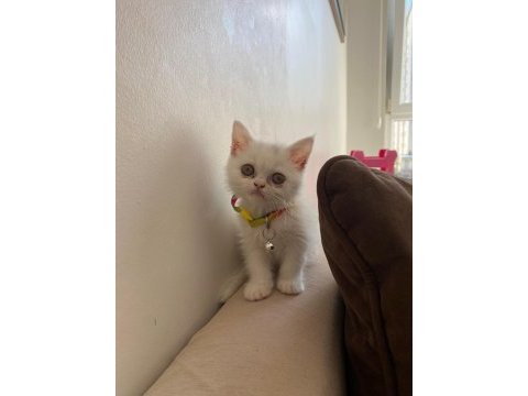 2 aylık dişi british shorthair