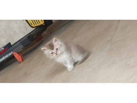 Uyguna sahiplendirilecektir british longhair
