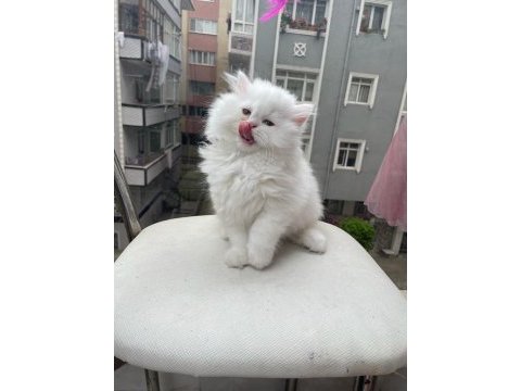 Ayı yavrusu pofuduk safkan chinchilla en kaliteli uyguna