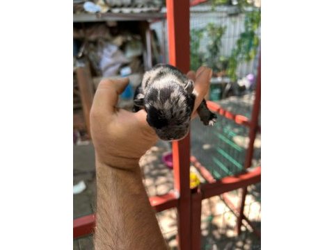 Köpeğimiz sizi bekliyorlar