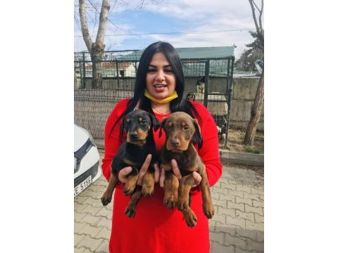 Mükemmel king doberman yavrularım