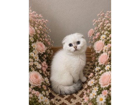 3 british longhair 1 shorthair