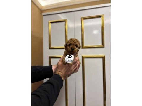Sevimli ırk toy poodle