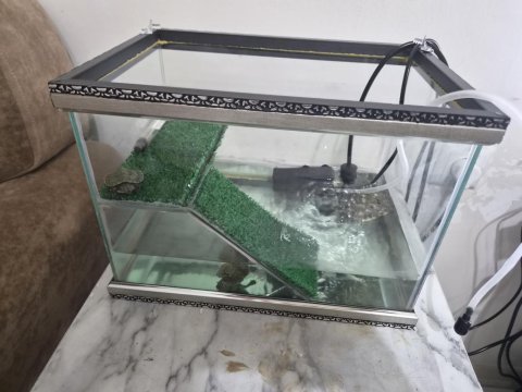 Yavru su kaplumbağaları
