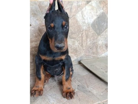 A scr üst düzey doberman