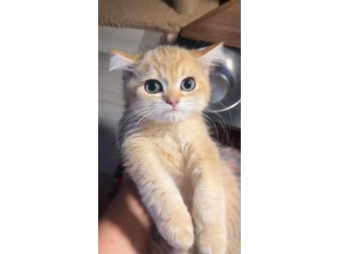British shorthair golden ny11 12 erkek